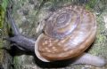 Chilostoma sp.